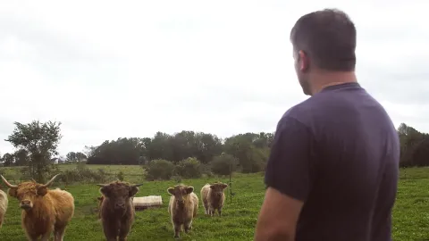 A man looks out over a field as highland cattle watch.