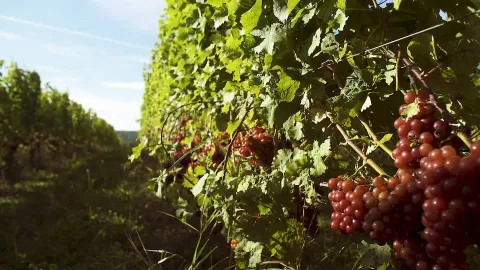 Red grapes on the vine in the vineyard.